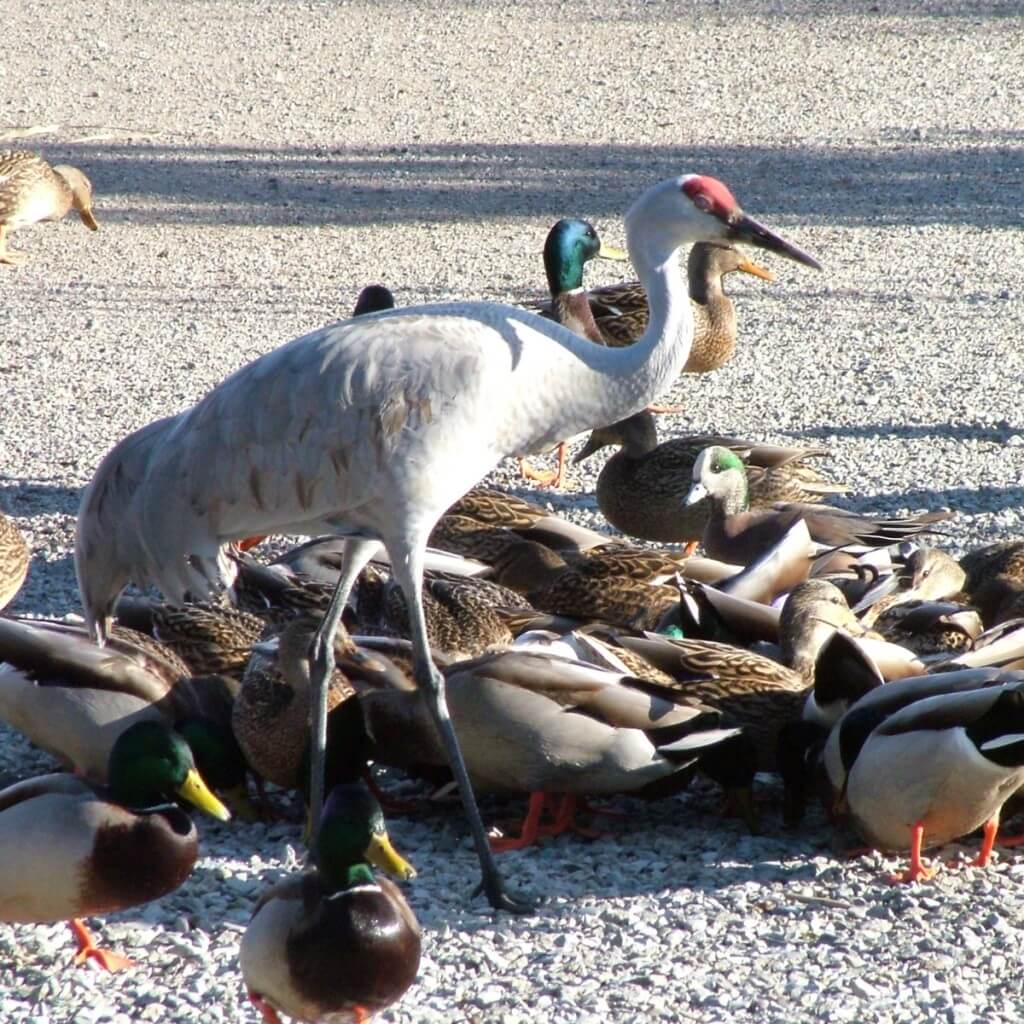 sandhill crane - reifel migratory sanctuary 2