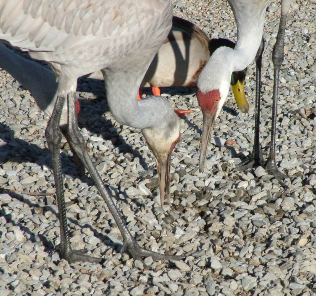 A closeup image of two Sandhill cranes at the Reifel Migratory Bird Sanctuary in Delta, British Columbia, Canada.
