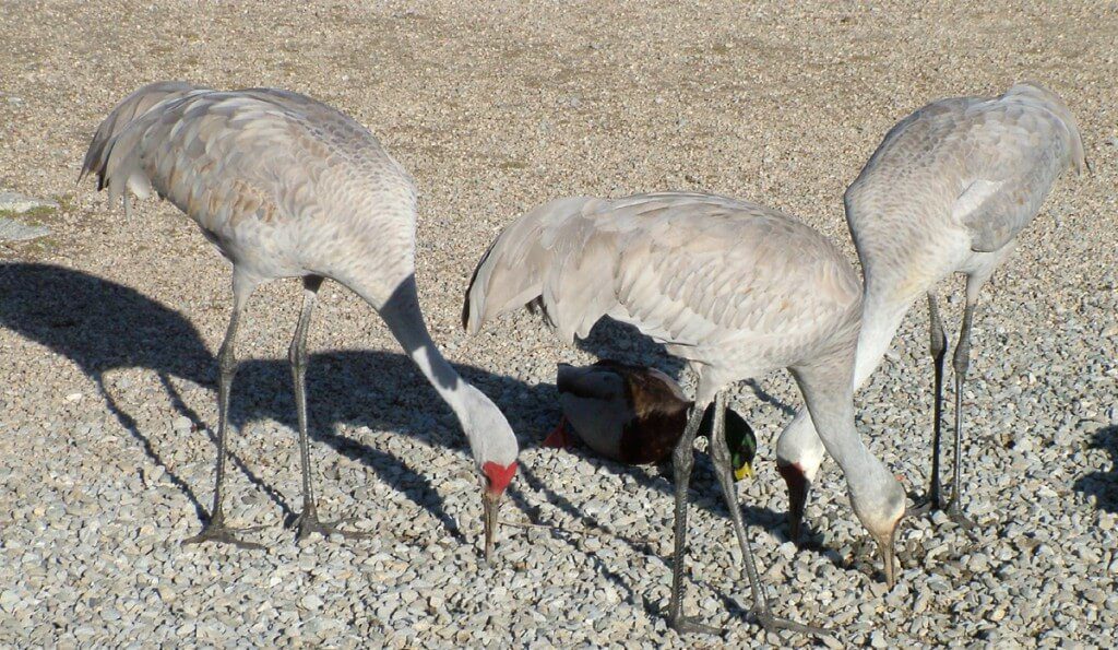 An image of three Sandhill cranes at the Reifel Migratory Bird Sanctuary in Delta, British Columbia, Canada.