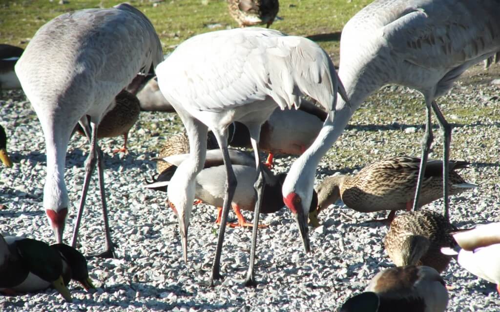 An image of Sandhill cranes eating among a group of ducks at the Reifel Migratory Bird Sanctuary in Delta, British Columbia, Canada.