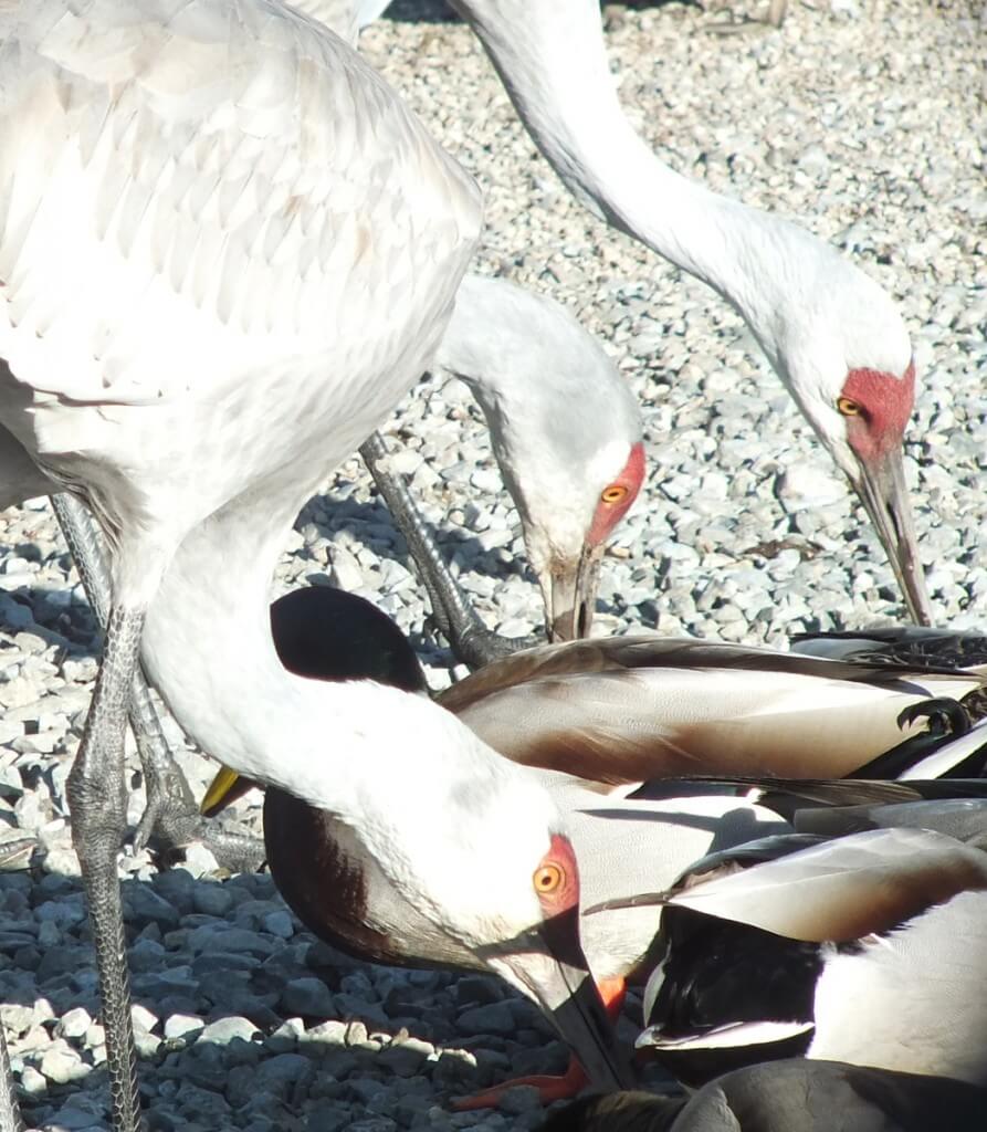 An image of Sandhill cranes eating among a group of ducks at the Reifel Migratory Bird Sanctuary in Delta, British Columbia, Canada.