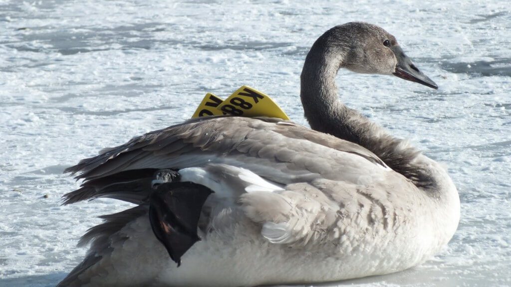 Trumpeter swan K88 sitting on the ice at La Salle Park in Burlington, Ontario