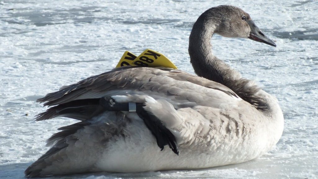 Trumpeter swan K88 sitting on the ice with foot up at La Salle Park in Burlington, Ontario