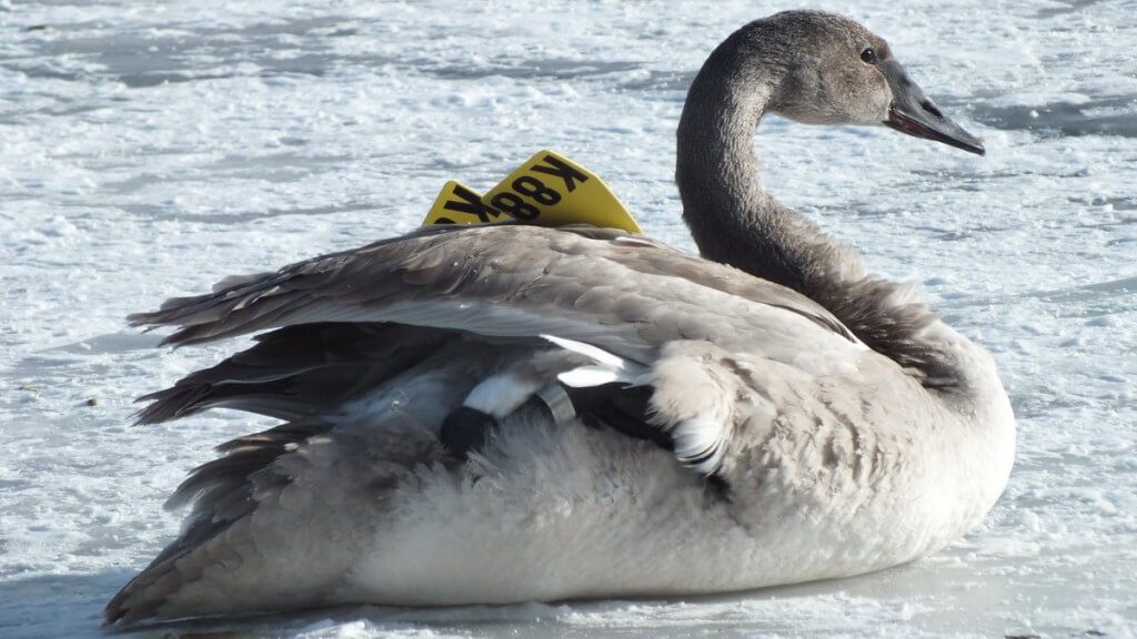 Trumpeter swan K88 on the ice at La Salle Park in Burlington, Ontario