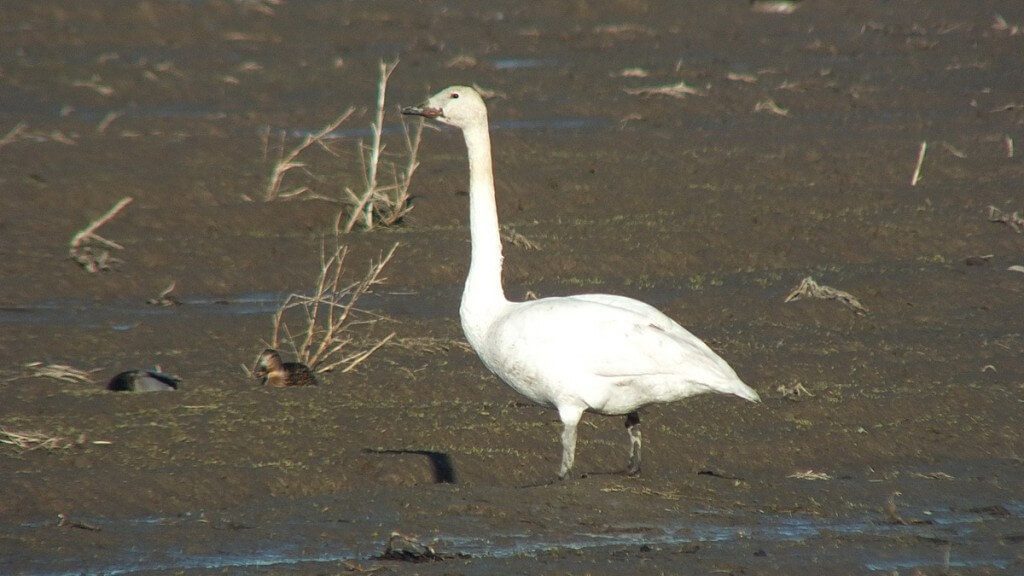 trumpeter swan on delta farmland - BC