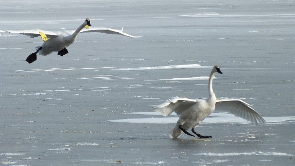 Trumpeter swans landing on the ice at La Salle Park, in Burlington, Ontario