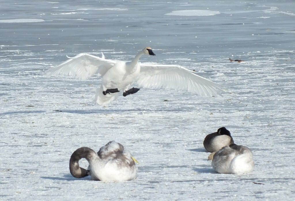 Trumpeter swan prepares to land on the ice at La Salle Park in Burlington, Ontario