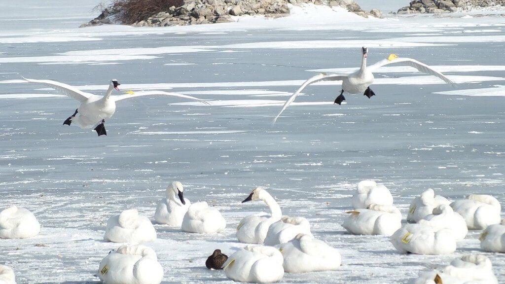 trumpeter swan prepares to land on ice - la salle park - burlington - ontario 2