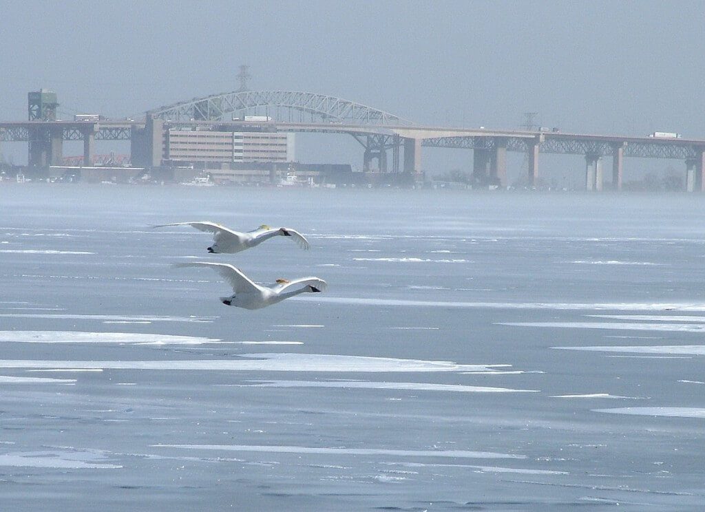 Trumpeter swans flying over the ice in Burlington Bay in the winter off La Salle Park, in Burlington, Ontario