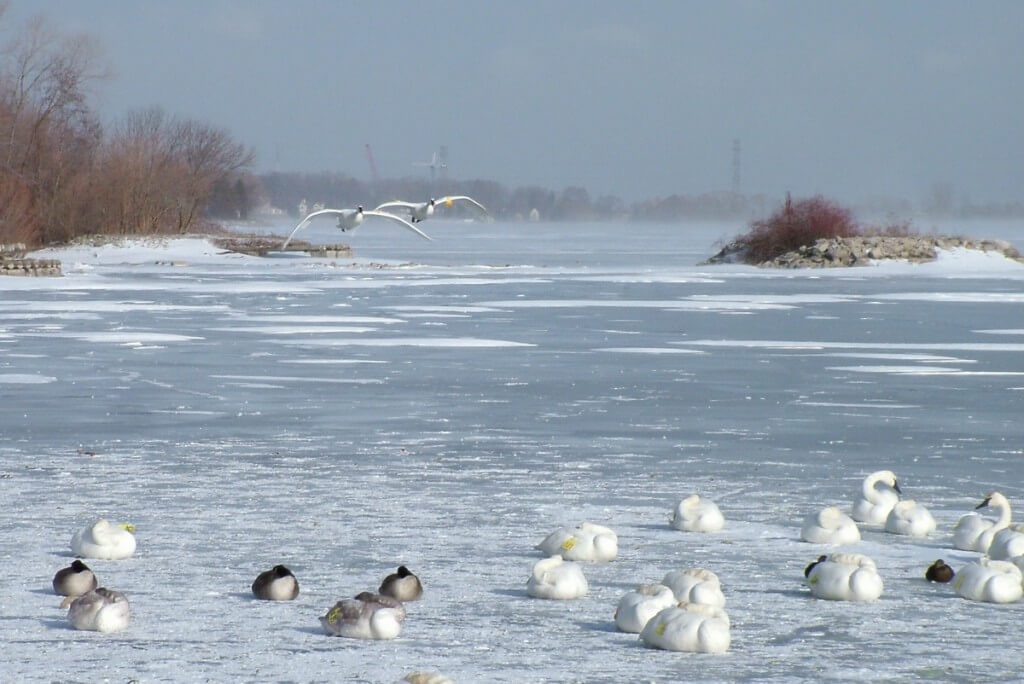 Trumpeter swans in the winter at La Salle Park, in Burlington, Ontario