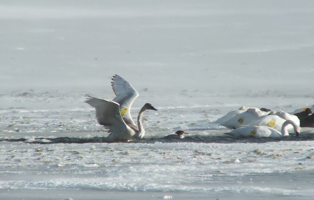 Trumpeter swans in the icy waters at La Salle Park, in Burlington, Ontario