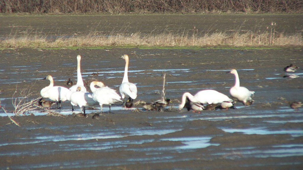 trumpeter swans on delta farmland - BC