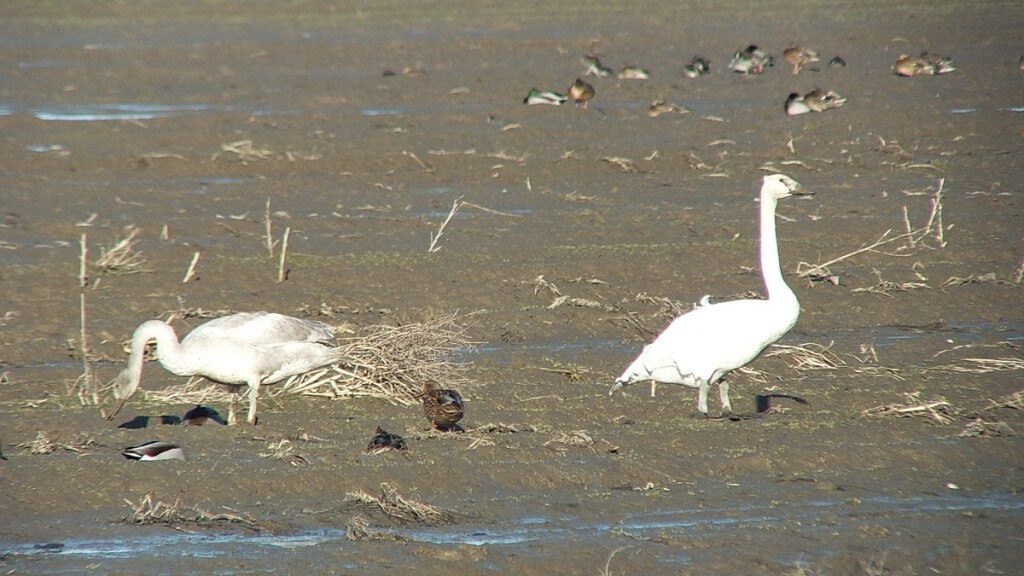 trumpeter swans on delta farmland - BC - 4