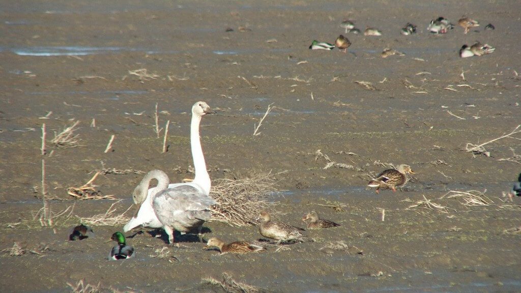 trumpeter swans on delta farmland - BC - 5