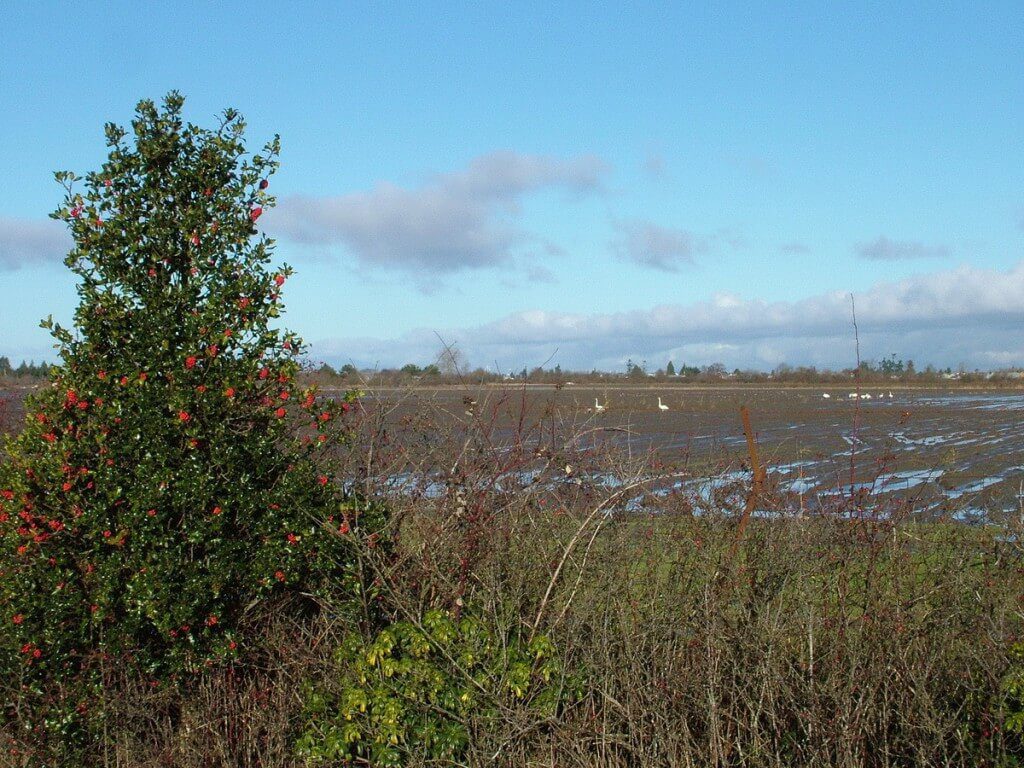 trumpeter swans on delta farmland - BC - 6