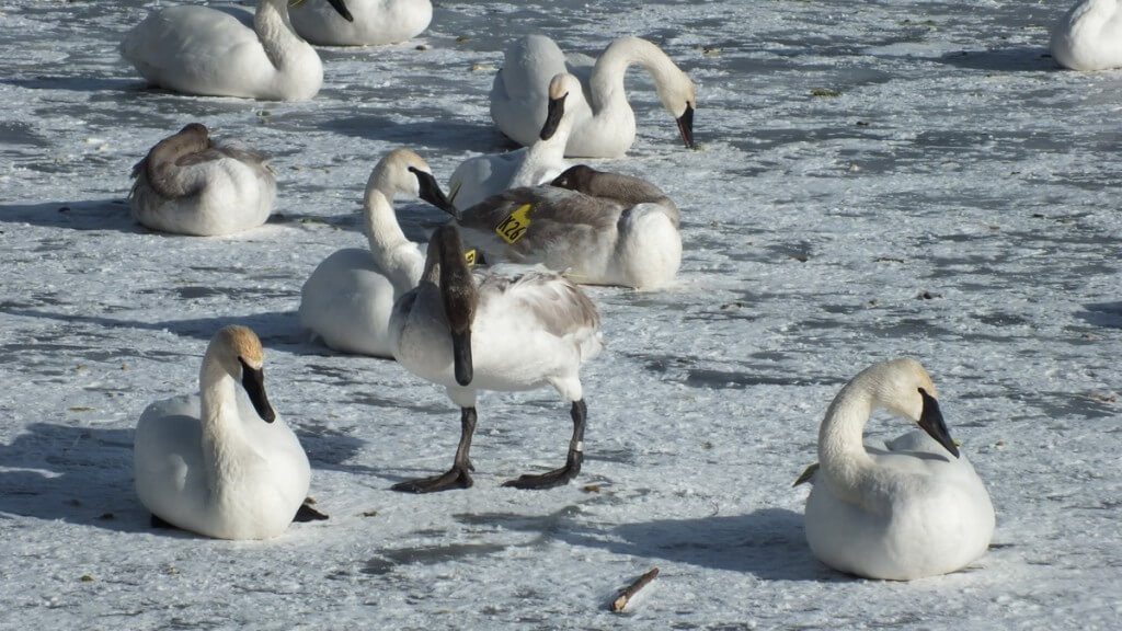 Trumpeter swans walking and sitting on the ice at La Salle Park, in Burlington, Ontario
