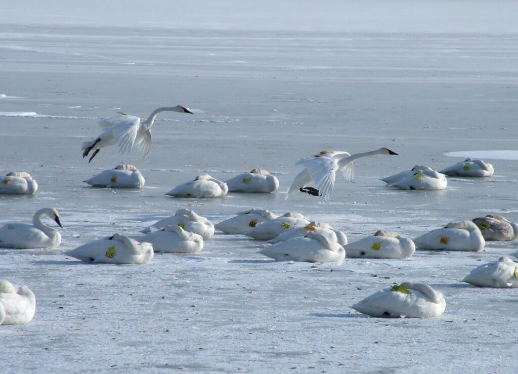 Trumpeter swans landing on the ice at La Salle Park in Burlington, Ontario