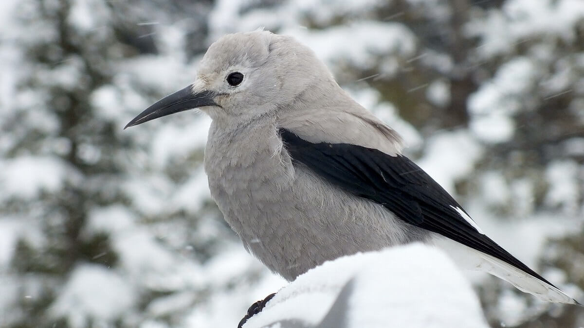 Clark's Nutcracker at Lake Louise - Alberta 3