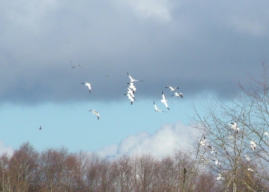 Lesser Snow Geese in flight above reifel migratory bird sanctuary 4