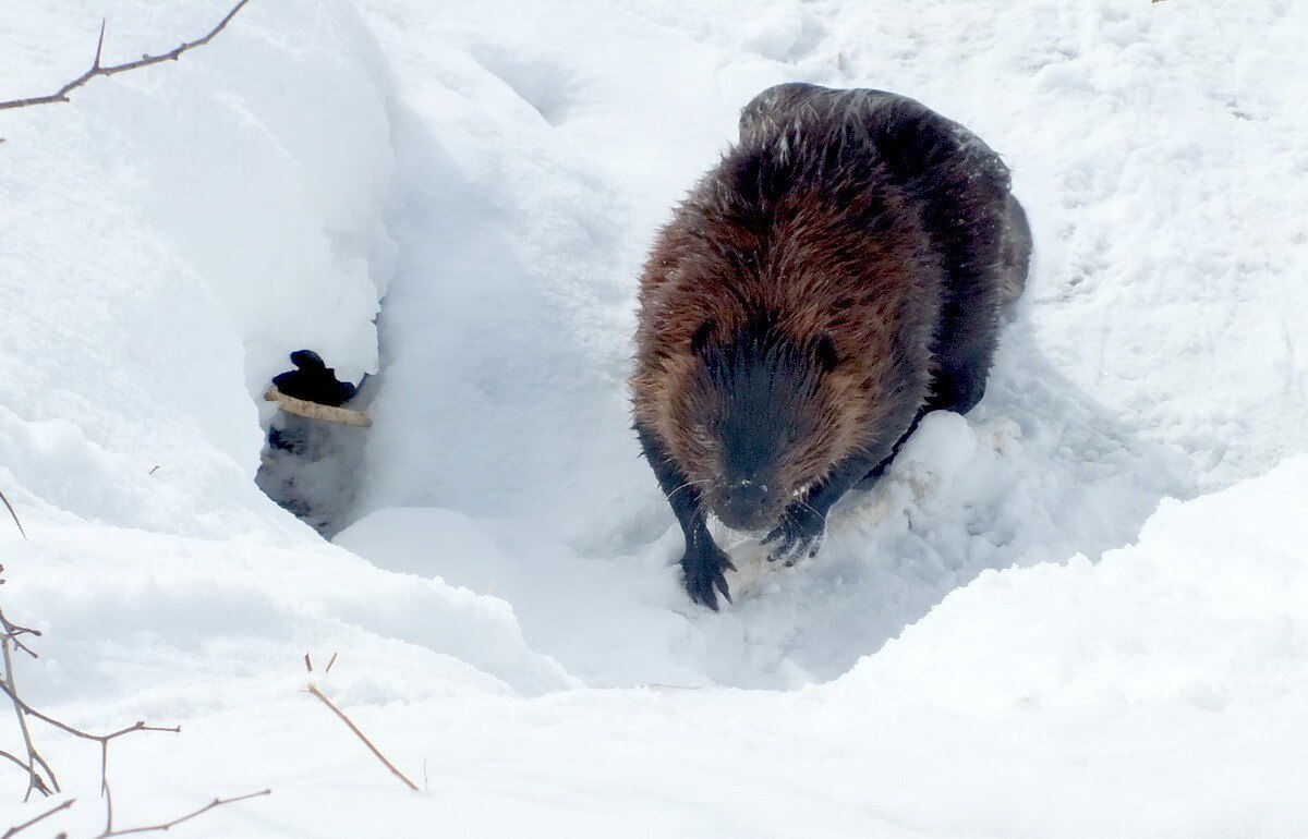 beaver stops on snow at arrowhead provincial park - ontario