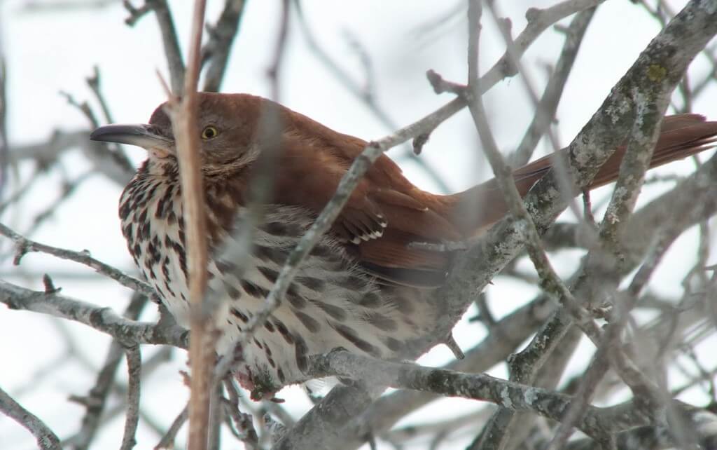 brown thrasher - lynde shores conservation area - whitby 1