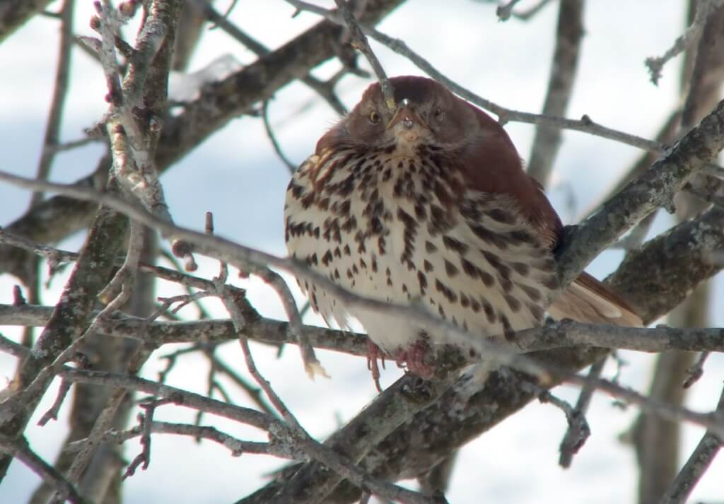 brown thrasher - lynde shores conservation area - whitby 13