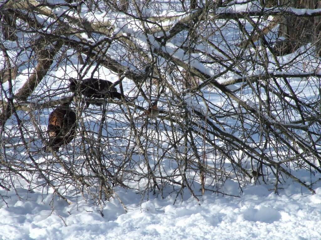 brown thrasher - lynde shores conservation area - whitby 14
