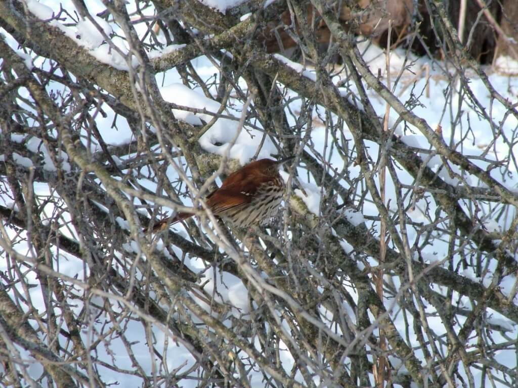 brown thrasher - lynde shores conservation area - whitby 15