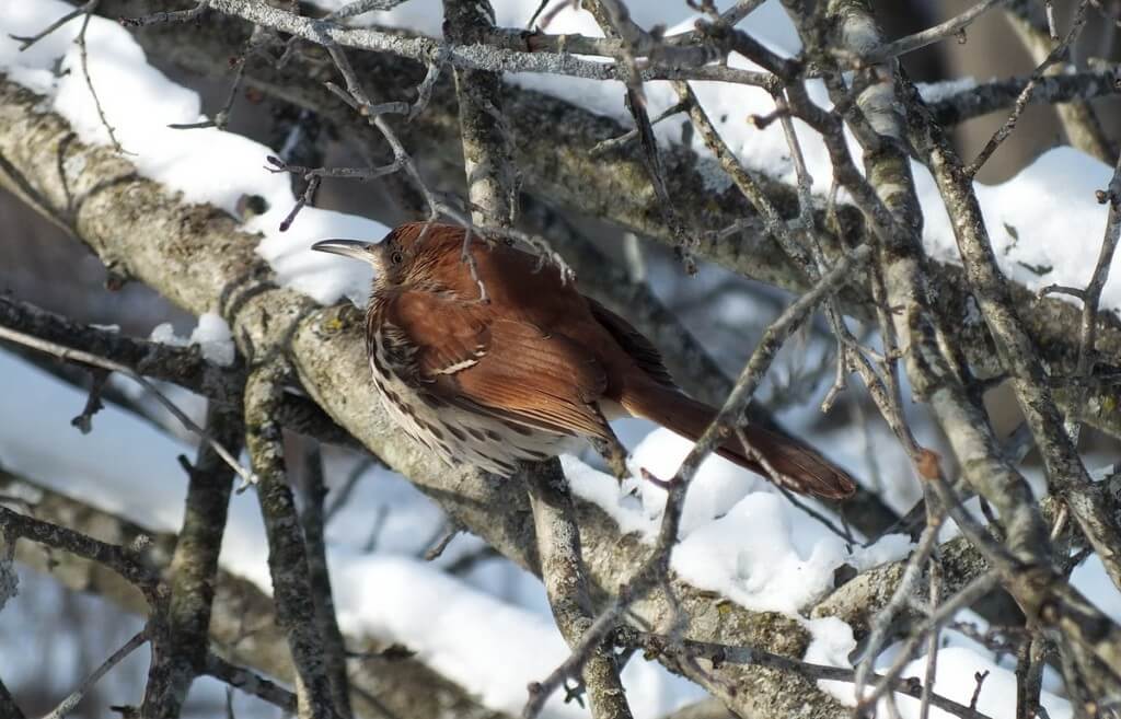 brown thrasher - lynde shores conservation area - whitby 16