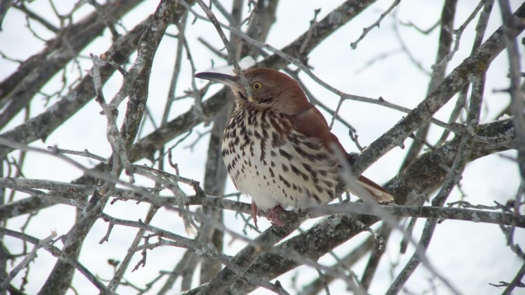 brown thrasher - lynde shores conservation area - whitby 2