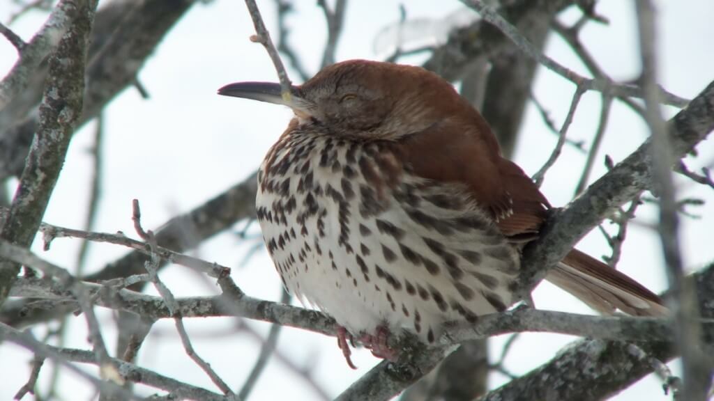 brown thrasher - lynde shores conservation area - whitby 3