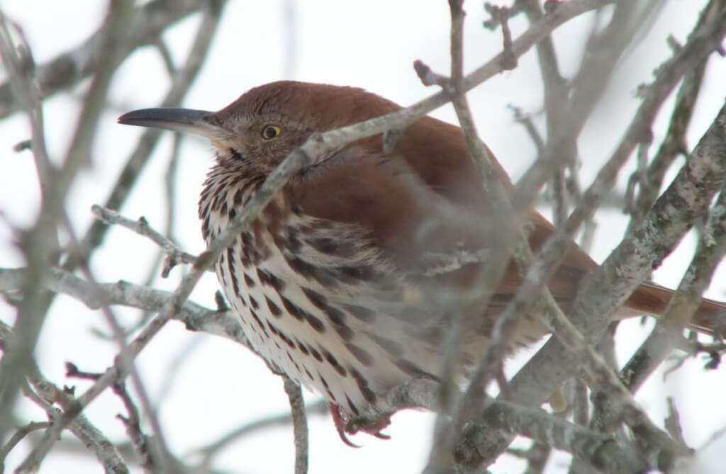brown thrasher - lynde shores conservation area - whitby 4