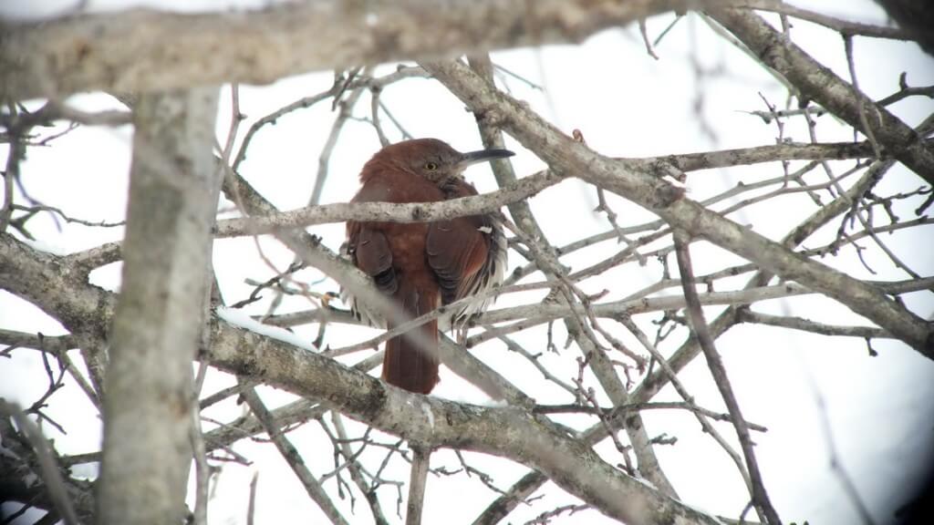 brown thrasher - lynde shores conservation area - whitby 5