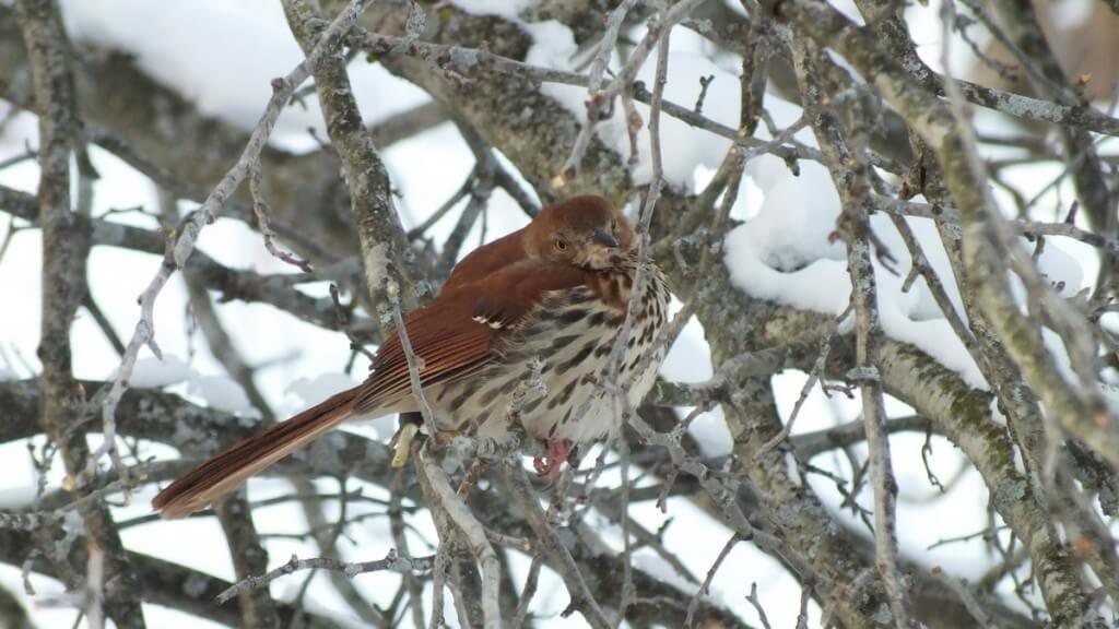 brown thrasher - lynde shores conservation area - whitby 7
