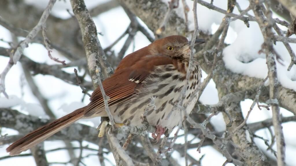 brown thrasher - lynde shores conservation area - whitby 8