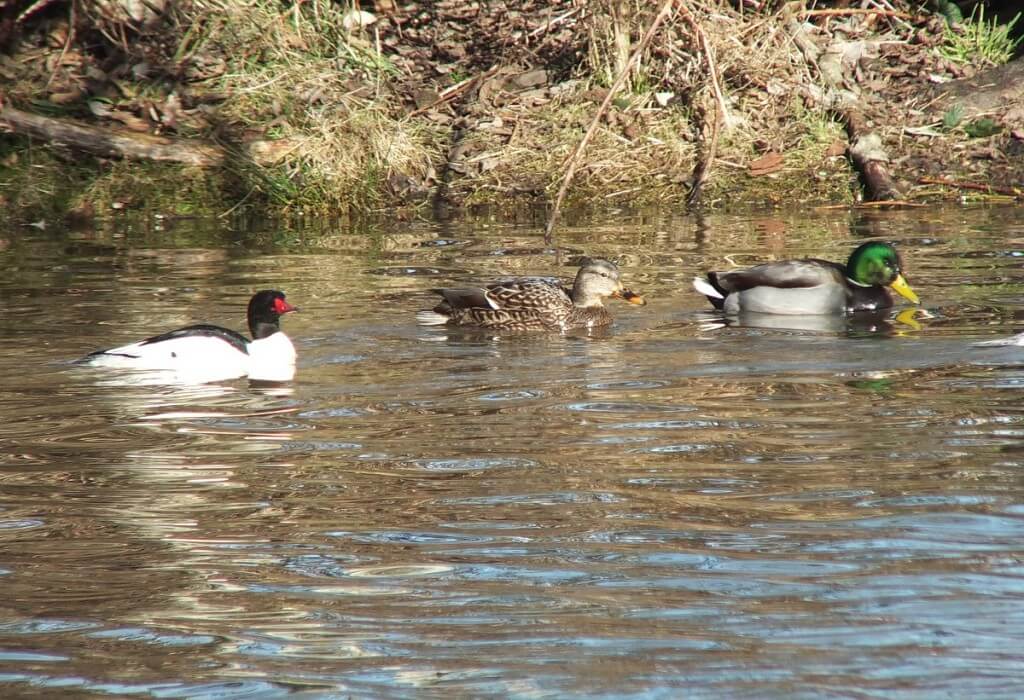 common merganser and ducks at reifel bird sanctuary