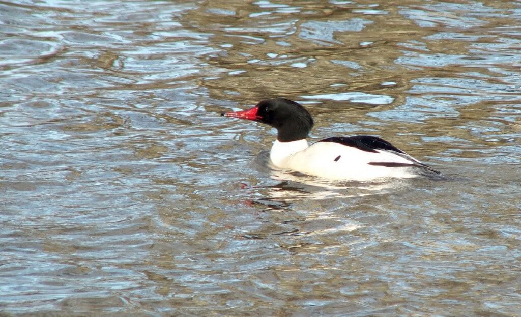 common merganser at reifel bird sanctuary 1