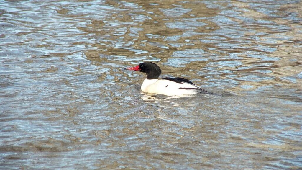 common merganser at reifel bird sanctuary 2