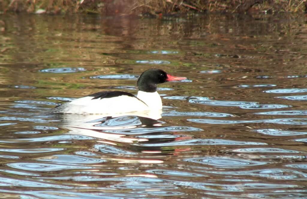 common merganser at reifel bird sanctuary 6