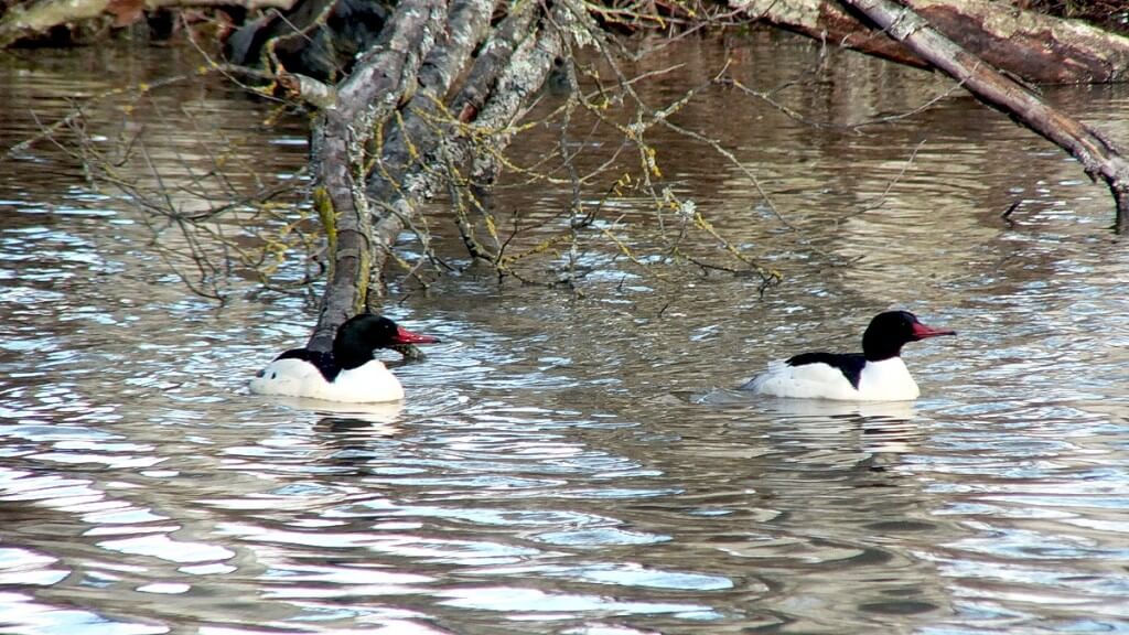 common mergansers at reifel bird sanctuary 10