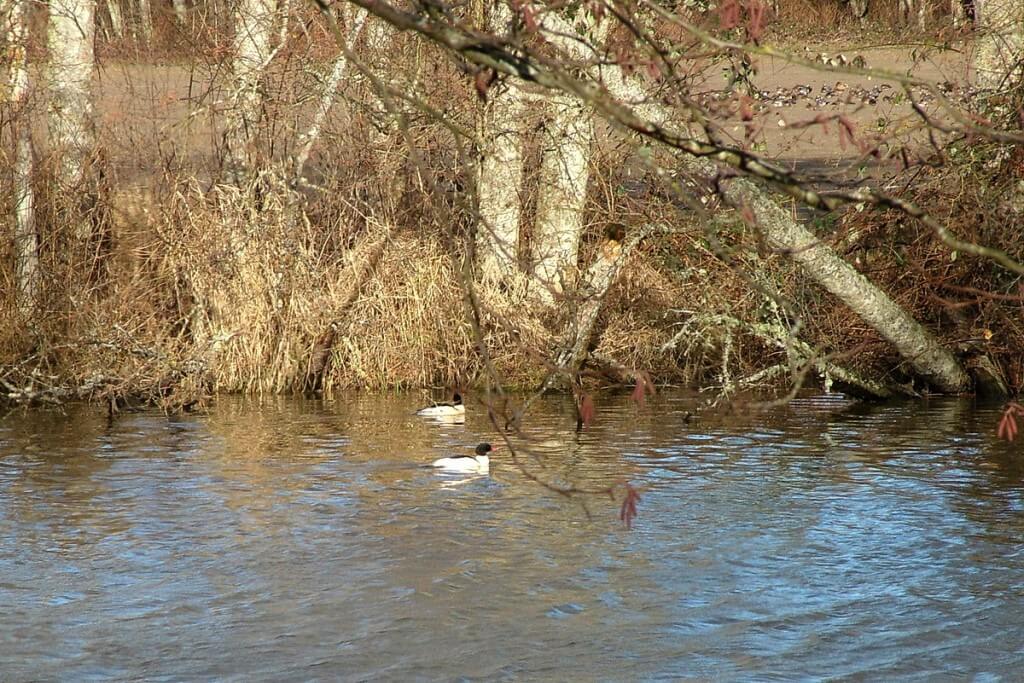 common mergansers at reifel bird sanctuary 3