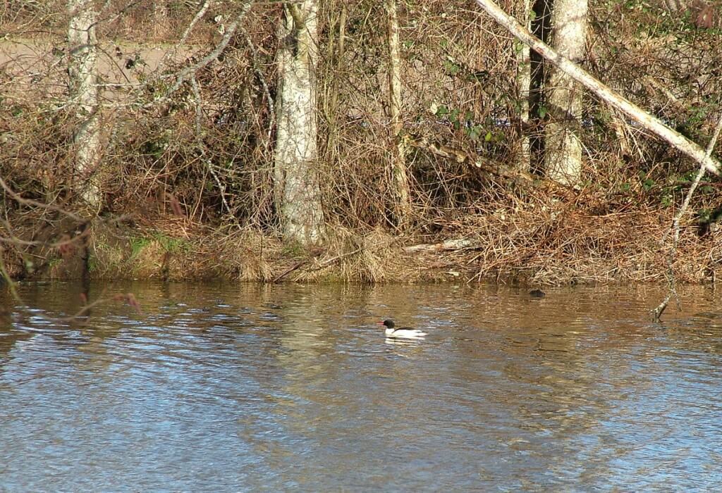 common mergansers at reifel bird sanctuary 5