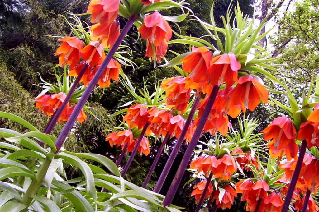An image of Fritillaria growing at Keukenhof Gardens near Lisse, in the Netherlands. Photography by Frame To Frame - Bob and Jean. 