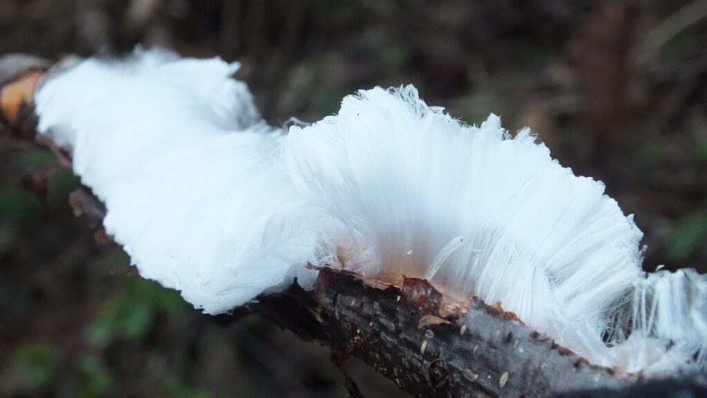 frost flowers formed on a water-logged tree - deep bay - vancouver island - bc