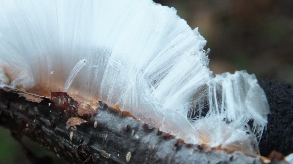 frost flowers on a water-logged tree - deep bay - vancouver island - bc
