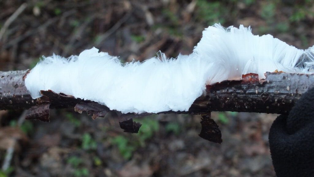 frost flowers on water-logged tree - deep bay - vancouver island - bc