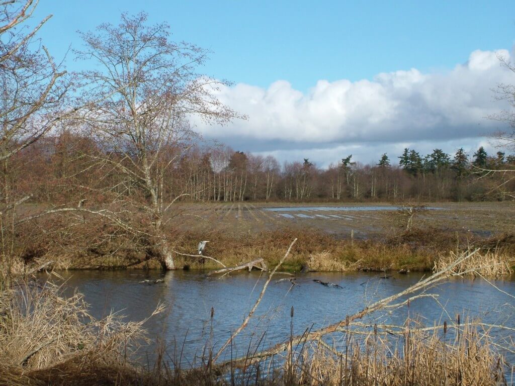 great blue heron at reifel bird sanctuary 2