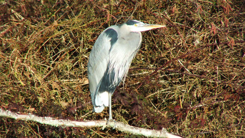 great blue heron sitting on branch - reifel bird sanctuary