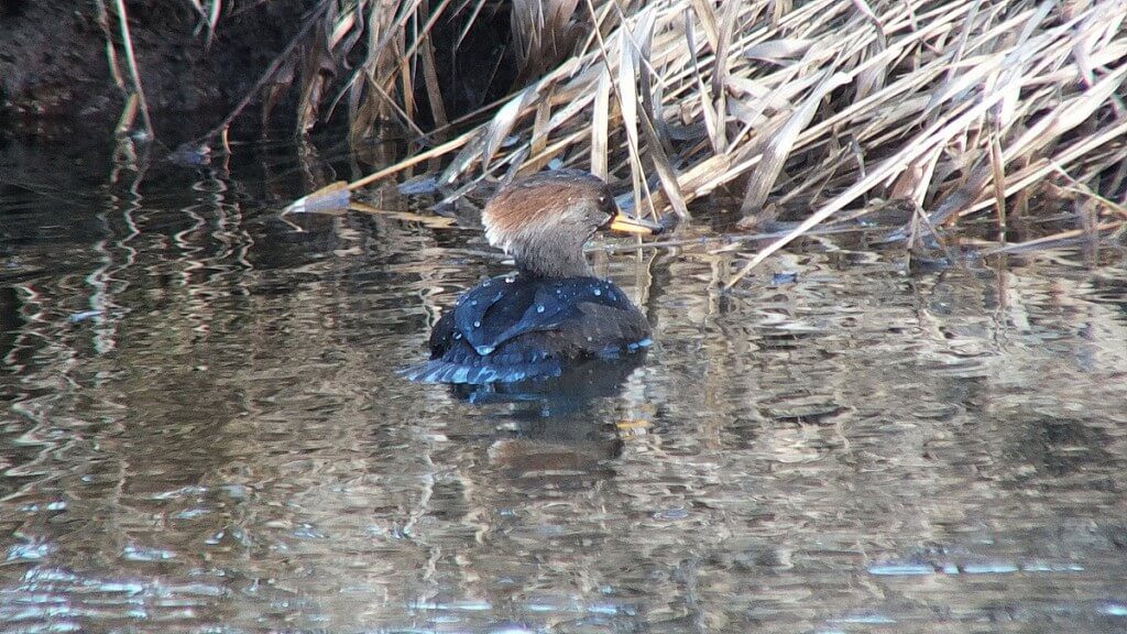 hooded merganser - female - reifel bird sanctuary 1