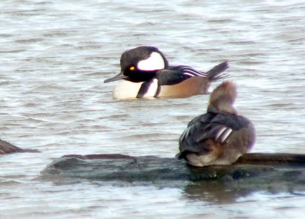 hooded mergansers at reifel bird sanctuary 1